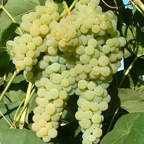 Weintraube  'Lakemont'