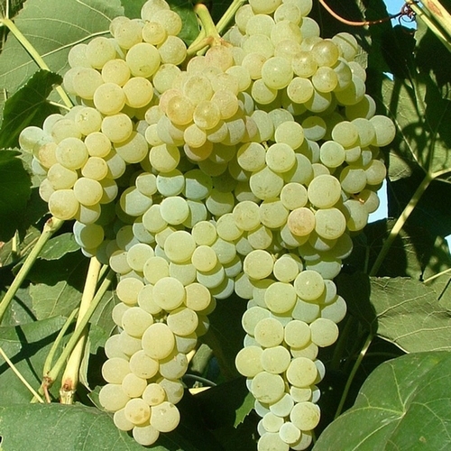 Grape Vines 'Lakemont'
