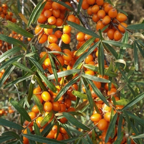 Sea buckthorn Leikora - Female