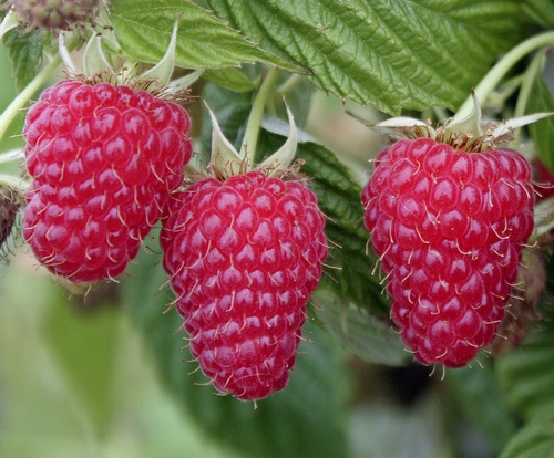 Framboos  'Polka'