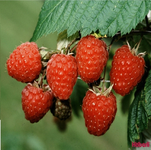 Raspberry 'Meeker'