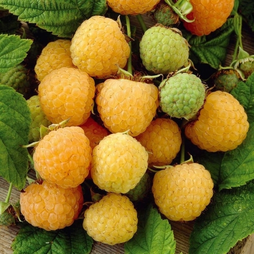Himbeere  'Fallgold'