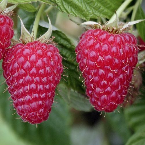 Raspberry 'Tulameen'