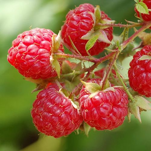Himbeere  'Glen Ample'