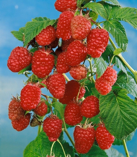 Raspberry 'Schönemann'