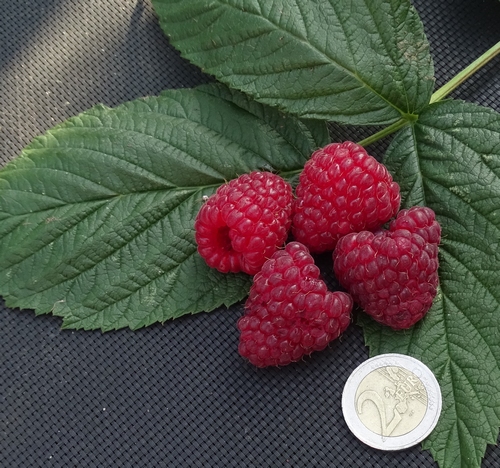 Himbeere  'Zefa Herbsternte'