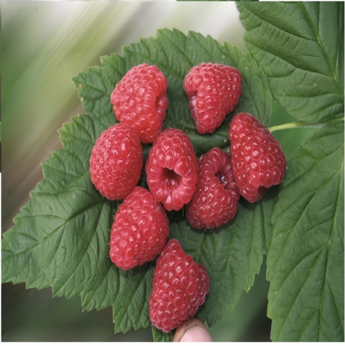 Himbeere  'Sugana'