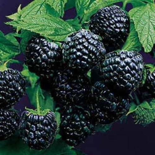 Himbeere  'Black Jewel'