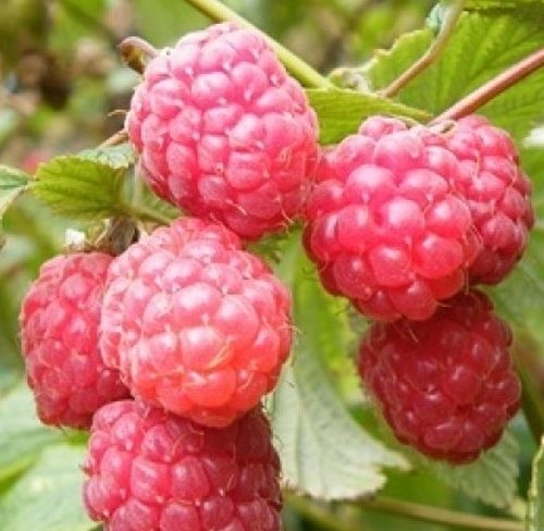 Raspberry 'Willamette'
