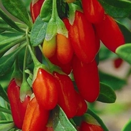 Goji berry 'Boksdoorn'