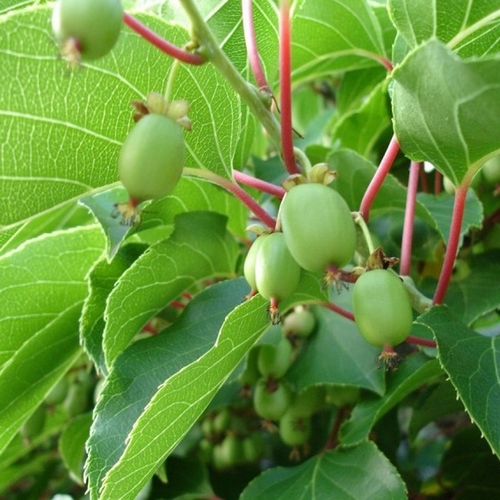 Kiwi berry  'Issai'