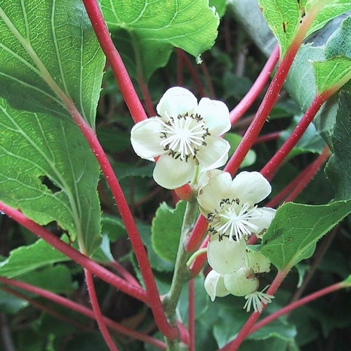 Kiwiberry 'Weiki'