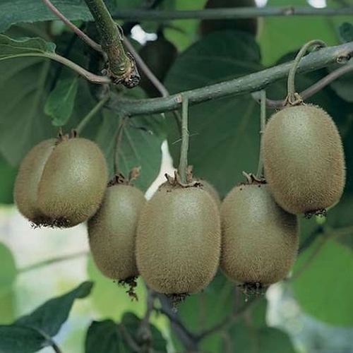 Kiwi  'Jenny'