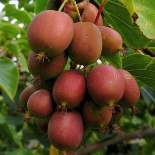Kiwiberry 'Ken's Red'