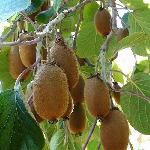 Kiwi  'Hayward'