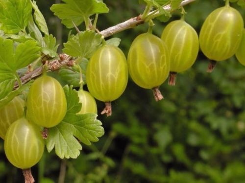 Gooseberry 'Invicta'