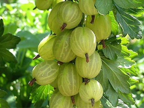 Stachelbeere  'Hinnonmäki Gul'