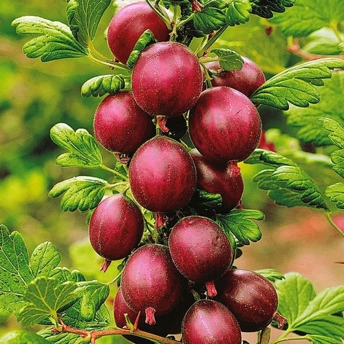 Gooseberry 'Hinnonmaki Röd'
