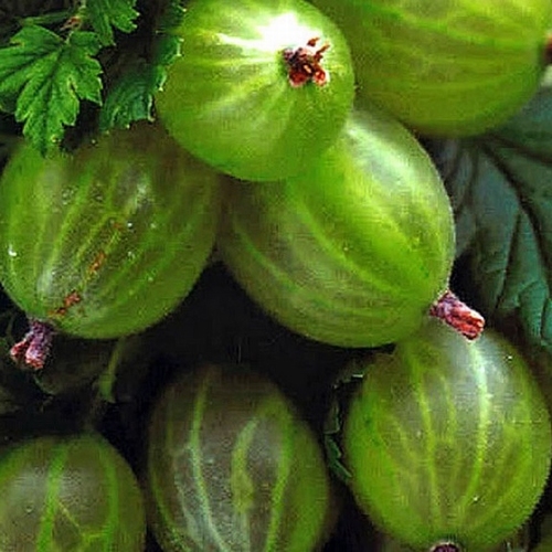 Gooseberry 'Hinnonmaki Grön'