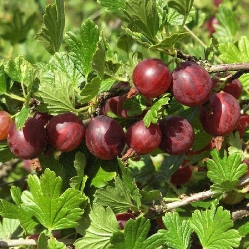 Gooseberry 'Captivator'