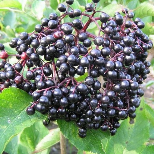 Elderberry 'Korsör'