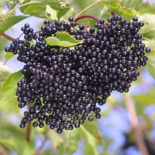Elderberry 'Haschberg'