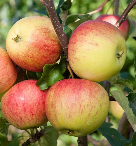 Appelboom  'Laxton's Superb'