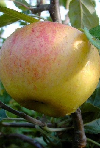 Apple 'Dulmen Rose'