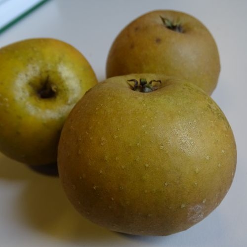 Apple 'Egremont Russet'