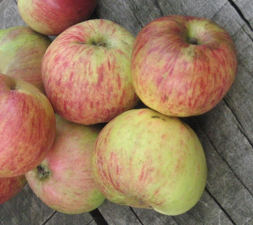 Pommier 'Gravensteiner'