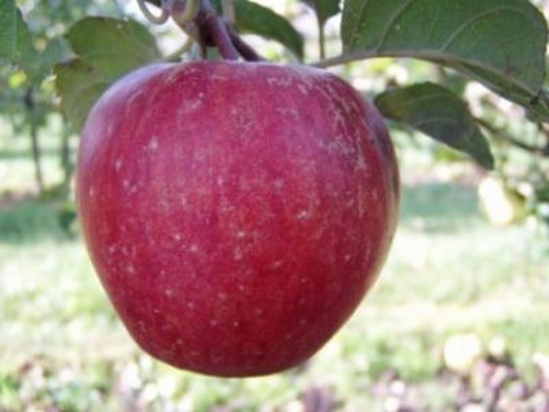 Appelboom  'Groninger kroon'