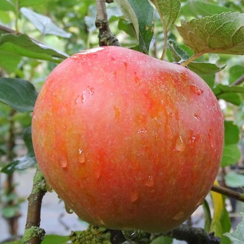 Apfelbaum  'Holstein'