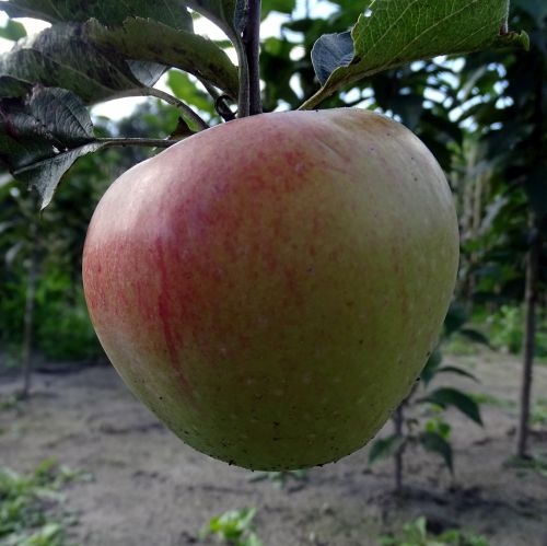Apfelbaum  'Horneburger Pfannkuchen'