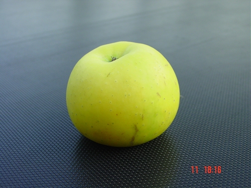 Apfelbaum \'Seestermüher Zitronenapfel\'