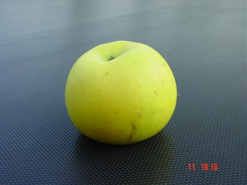 Apfelbaum  'Seestermüher Zitronenapfel'