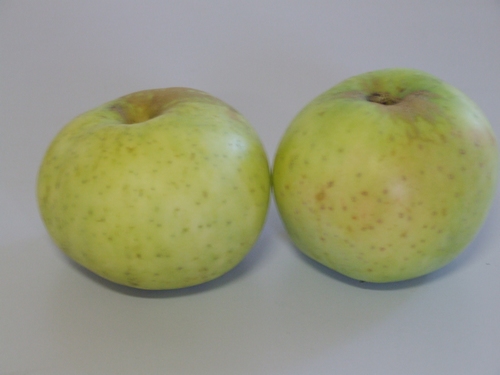 Apple 'Wieneker'