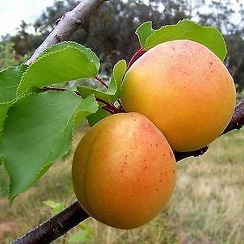 Apricot 'Tros Oranje'