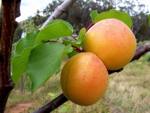 Aprikosenbaum  'Ungarische Beste'