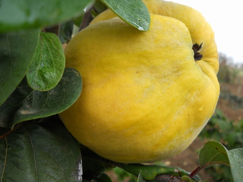 Quittenbaum  'Bereczki '