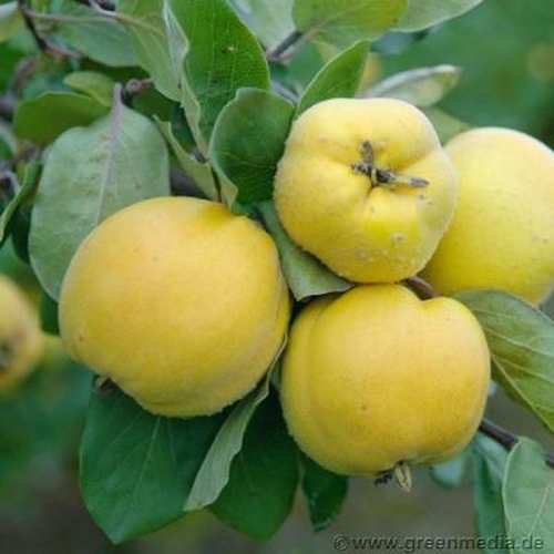 Quittenbaum  'Konstantinopeler Apfelquitte'