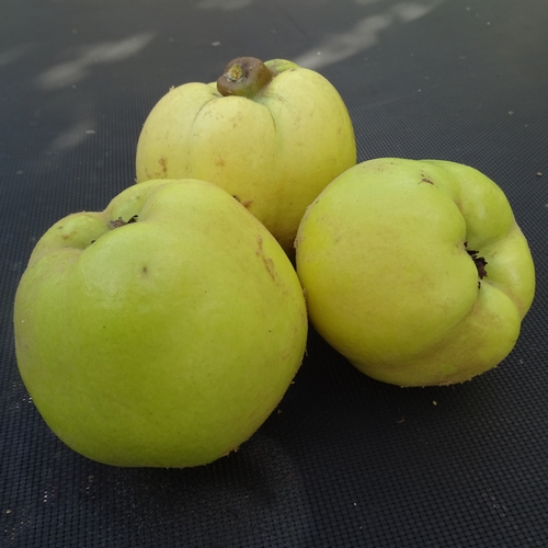 Quince 'Leskovacka'