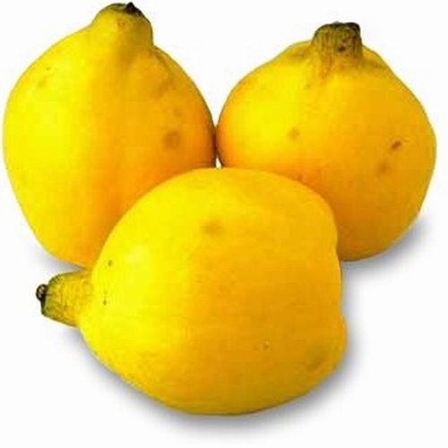 Quittenbaum  'Portugal'