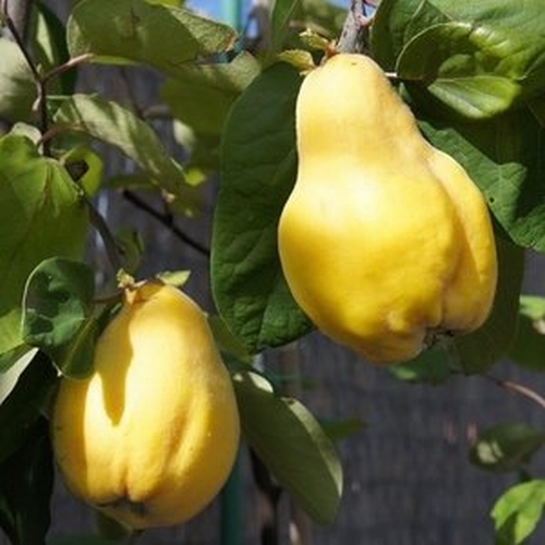 Quince 'Vranja'