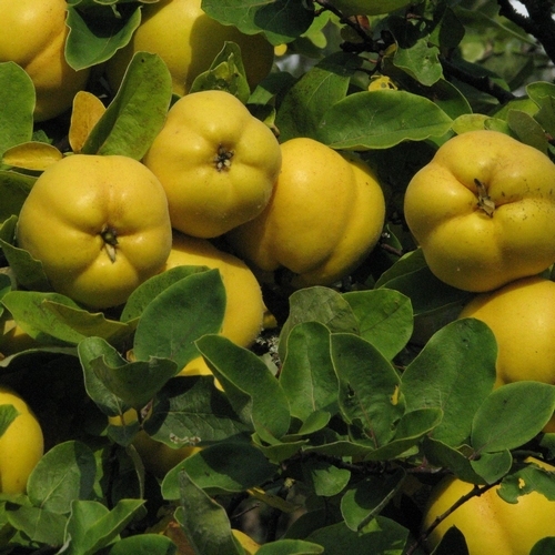 Quittenbäume  'Champion'