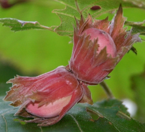 Haselnussbaum  'Rote Zellernuß'