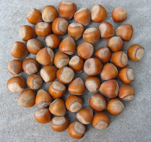 Haselnussbaum  'Webb's Prize Cob'
