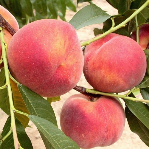 Peach 'Amsden'