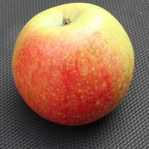 Apple 'Alkmène'