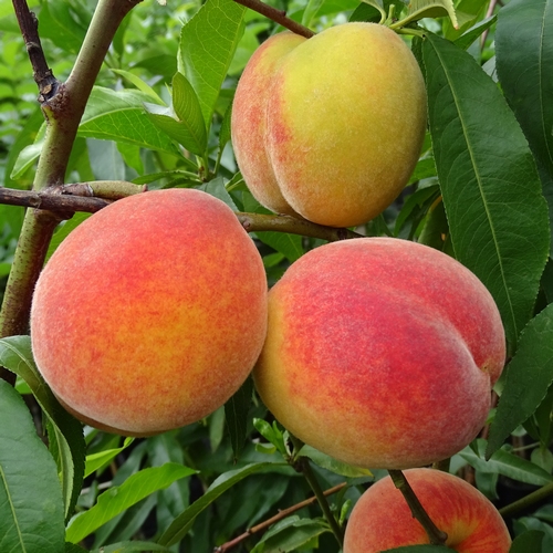 Pêcher 'Wassenberger'