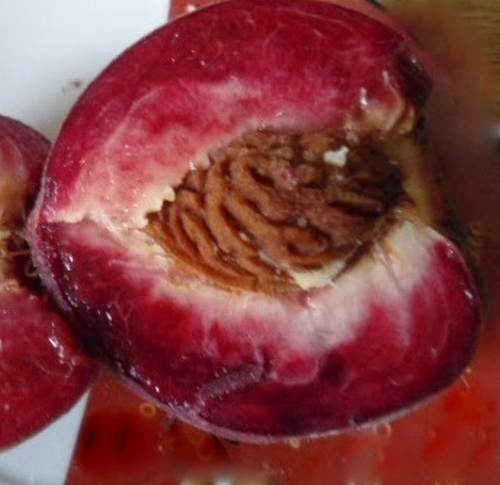 Pfirsichbaum  'Roter Weinbergpfirsich'